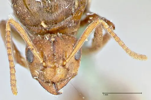 Prenolepis nitens - FOCOL2730