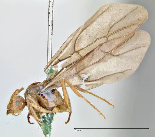 Prenolepis nitens - FOCOL2730