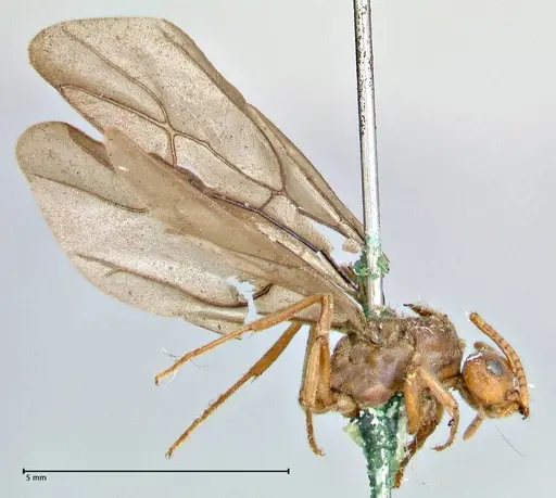 Prenolepis nitens - FOCOL2730