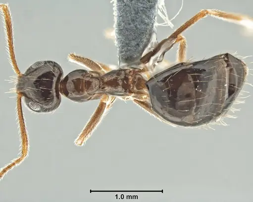 Prenolepis nitens - USNMENT00755076