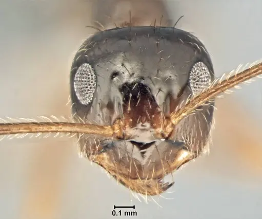 Prenolepis nitens - USNMENT00755076