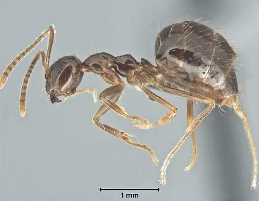 Prenolepis nitens - USNMENT00755076