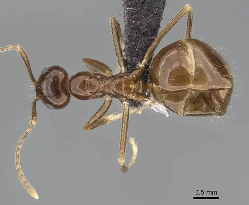 Prenolepis shanialena specimen