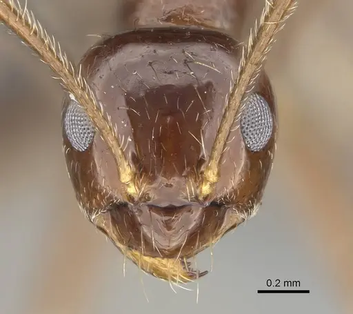 Prenolepis shanialena specimen
