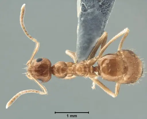 Prenolepis shanialena - USNMENT00755093