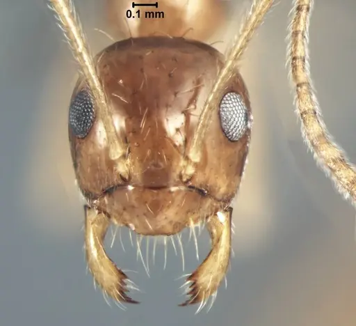 Prenolepis shanialena - USNMENT00755093