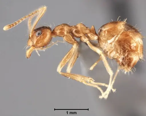 Prenolepis shanialena - USNMENT00755093