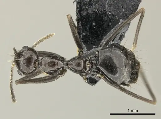 Prenolepis subopaca specimen