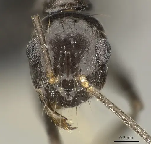 Prenolepis subopaca specimen