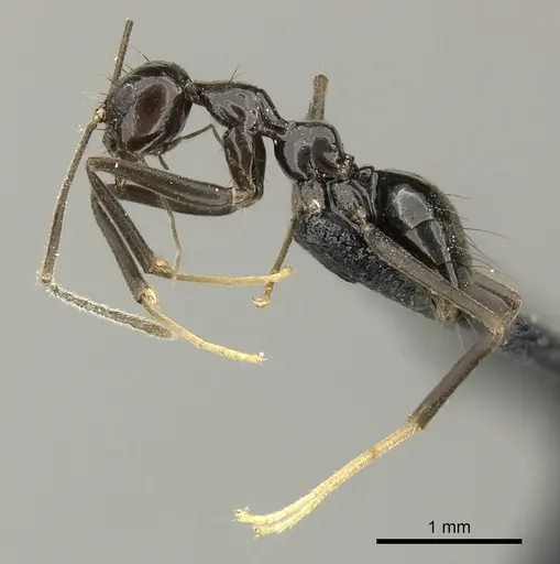 Prenolepis subopaca specimen