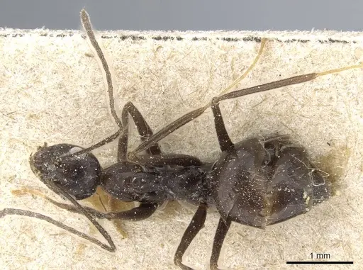 Prenolepis subopaca - CASENT0905792