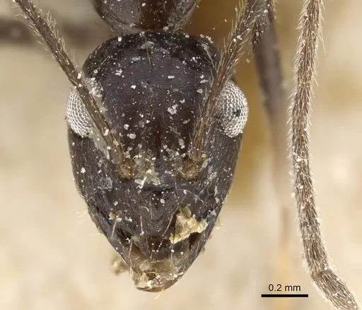 Prenolepis subopaca - CASENT0905792