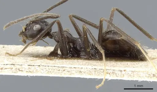 Prenolepis subopaca - CASENT0905792