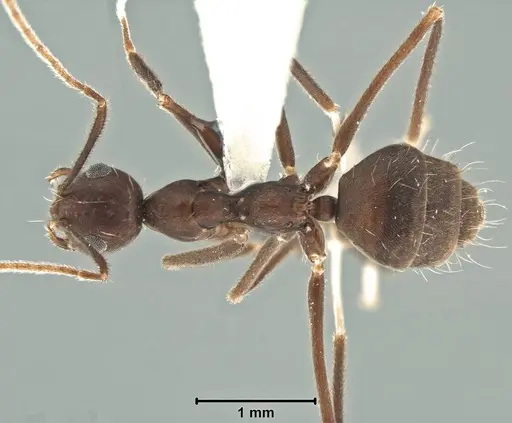 Prenolepis subopaca - USNMENT00755090