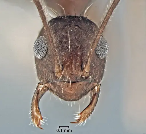 Prenolepis subopaca - USNMENT00755090