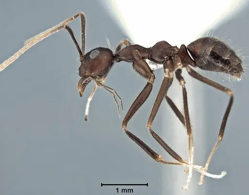 Prenolepis subopaca - USNMENT00755090