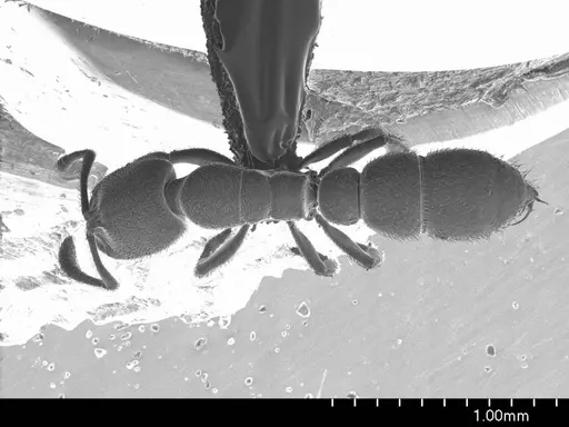 Prionopelta aethiopica specimen