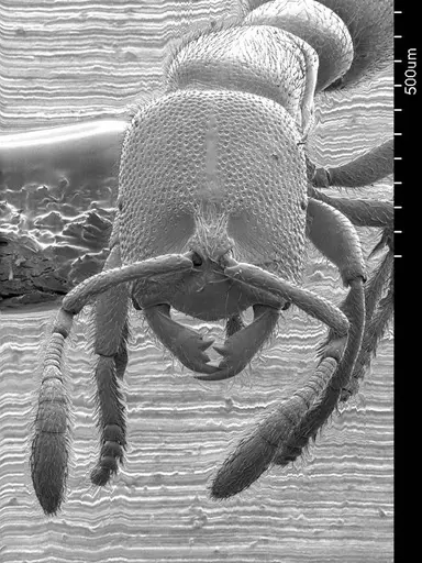 Prionopelta aethiopica specimen