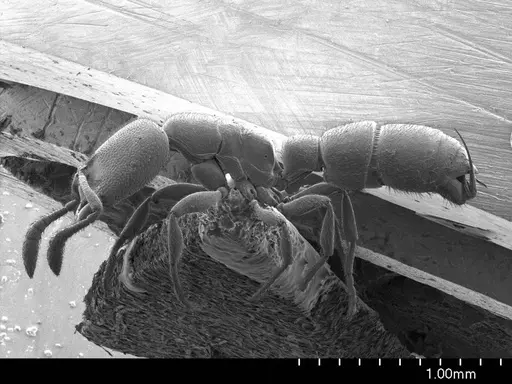 Prionopelta aethiopica specimen