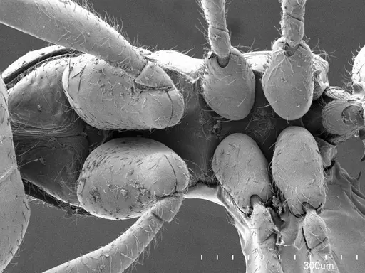 Prionopelta amabilis specimen