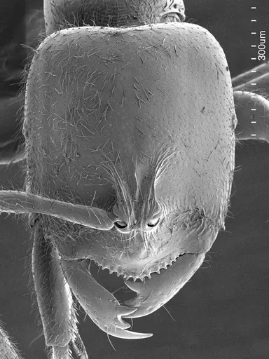 Prionopelta amabilis specimen