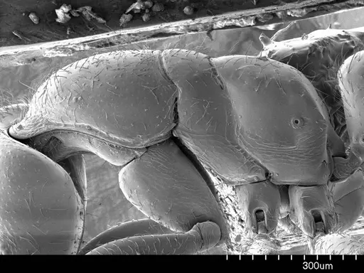 Prionopelta amabilis specimen