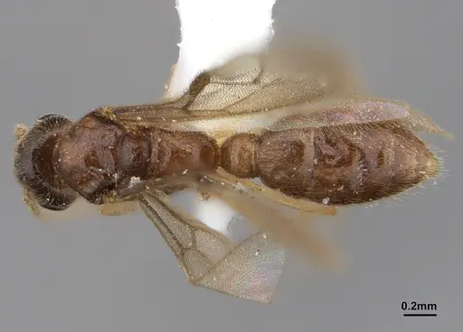 Prionopelta amabilis - ANTWEB1041467