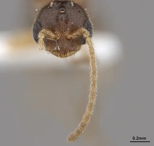 Prionopelta amabilis - ANTWEB1041467