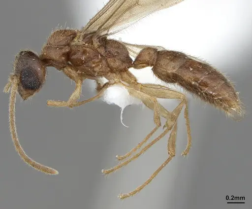 Prionopelta amabilis - ANTWEB1041467