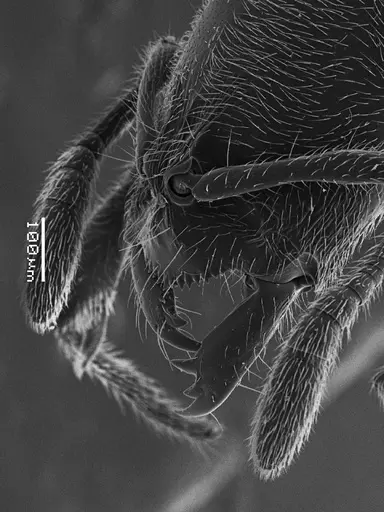 Prionopelta amabilis - ANTWEB1041468