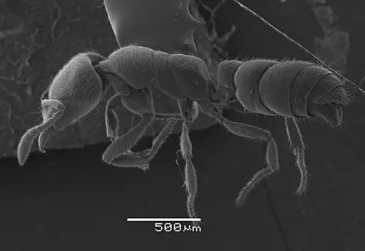 Prionopelta amabilis - ANTWEB1041468