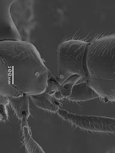 Prionopelta amabilis - ANTWEB1041468