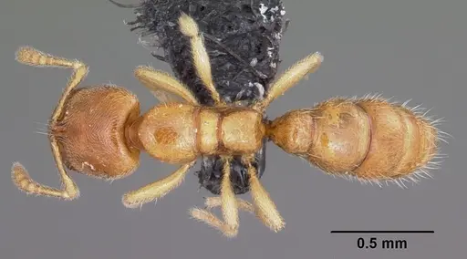 Prionopelta amabilis - CASENT0007009