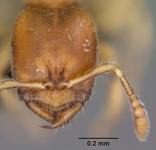 Prionopelta amabilis - CASENT0007009