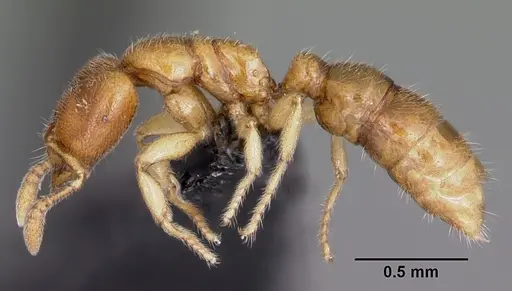 Prionopelta amabilis - CASENT0007009