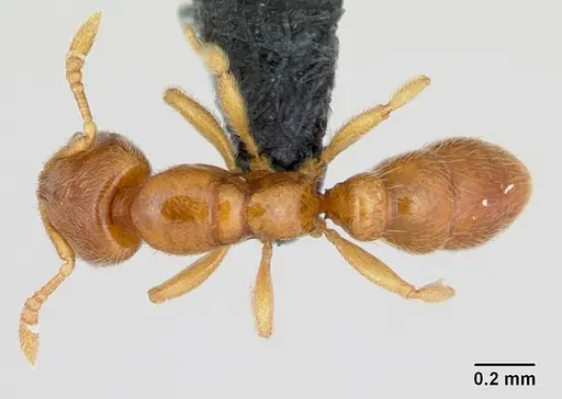 Prionopelta amabilis - CASENT0052775