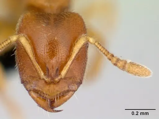 Prionopelta amabilis - CASENT0052775