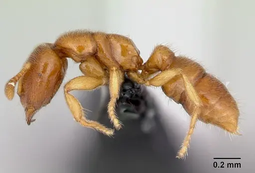 Prionopelta amabilis - CASENT0052775