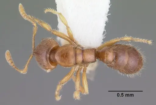 Prionopelta amabilis - CASENT0102502