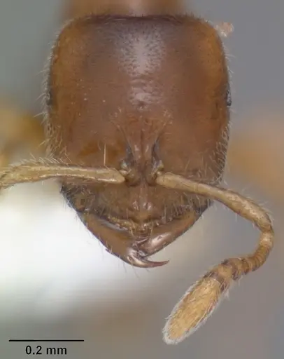 Prionopelta amabilis - CASENT0102502