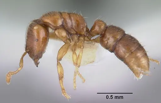 Prionopelta amabilis - CASENT0102502