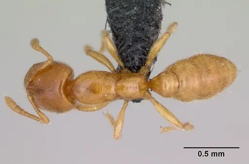 Prionopelta amabilis - CASENT0107555