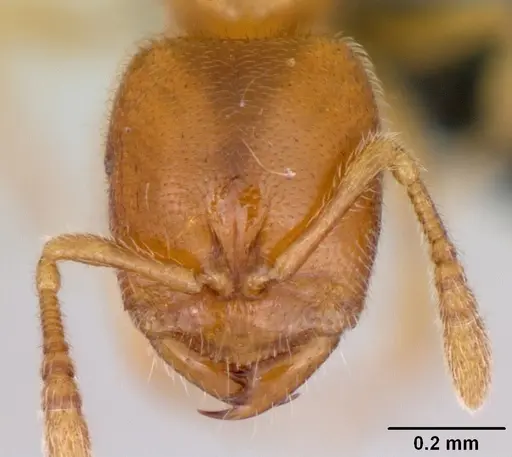 Prionopelta amabilis - CASENT0107555