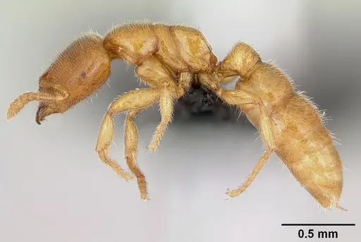 Prionopelta amabilis - CASENT0107555