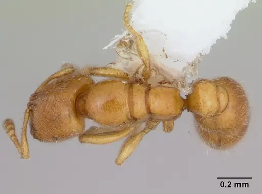 Prionopelta amabilis - CASENT0173505