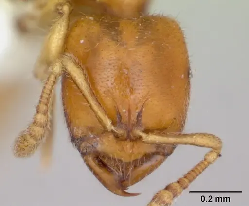 Prionopelta amabilis - CASENT0173505