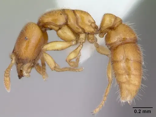 Prionopelta amabilis - CASENT0173505