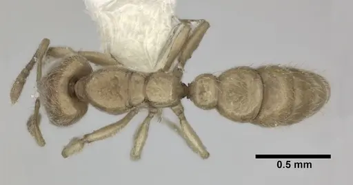 Prionopelta amabilis - CASENT0246699