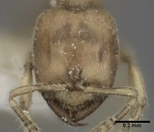 Prionopelta amabilis - CASENT0246699