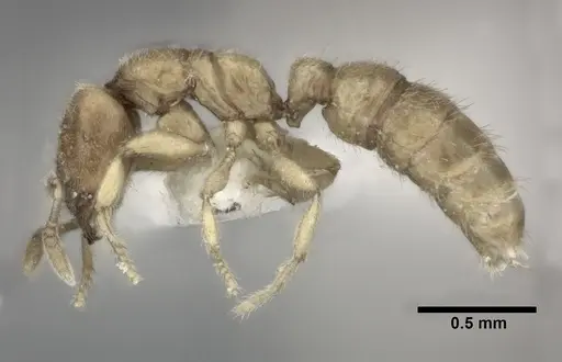 Prionopelta amabilis - CASENT0246699